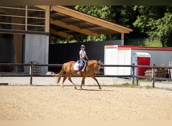 Autres races, Jument, 6 Ans, 147 cm, Alezan