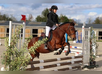 Autres races, Jument, 6 Ans, 148 cm, Bai cerise