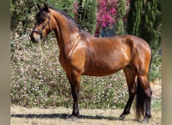 Autres races Croisé, Jument, 6 Ans, 150 cm, Bai cerise