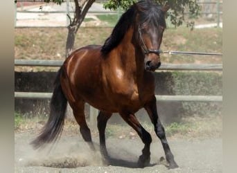 Autres races Croisé, Jument, 6 Ans, 150 cm, Bai cerise