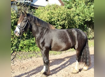 Autres races, Jument, 6 Ans, 150 cm, Noir