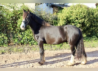 Autres races, Jument, 6 Ans, 150 cm, Noir