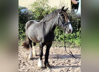 Autres races, Jument, 6 Ans, 150 cm, Noir