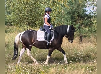 Autres races, Jument, 6 Ans, 150 cm, Pinto