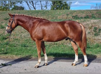 Autres races, Jument, 6 Ans, 151 cm, Alezan dun