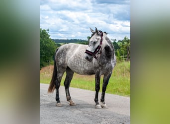 Autres races, Jument, 6 Ans, 151 cm, Gris pommelé