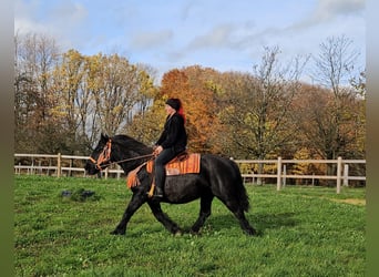 Autres races, Jument, 6 Ans, 152 cm, Noir