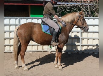 Autres races, Jument, 6 Ans, 153 cm, Alezan