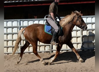 Autres races, Jument, 6 Ans, 153 cm, Alezan