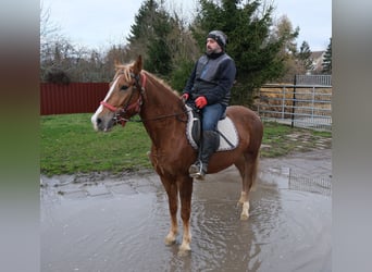 Autres races, Jument, 6 Ans, 154 cm, Alezan