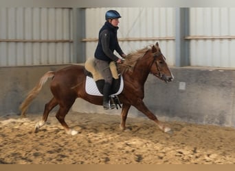 Autres races, Jument, 6 Ans, 154 cm, Alezan