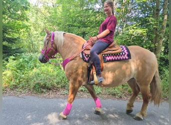 Autres races, Jument, 6 Ans, 155 cm, Bai