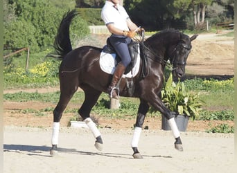 Autres races, Jument, 6 Ans, 158 cm, Noir