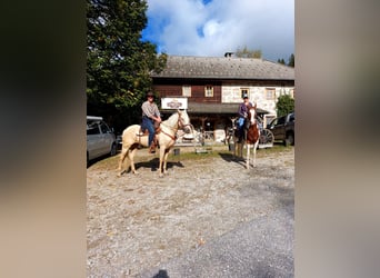 Autres races, Jument, 6 Ans, 160 cm, Perle