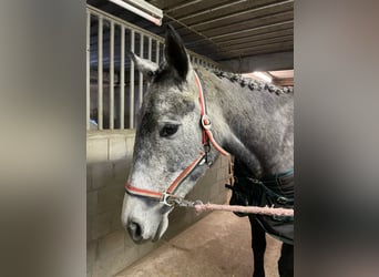 Autres races, Jument, 6 Ans, 162 cm, Gris