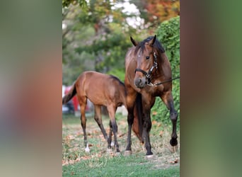 Autres races, Jument, 6 Ans, 165 cm, Bai cerise