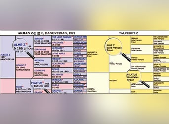 Autres races, Jument, 6 Ans, 165 cm, Bai cerise