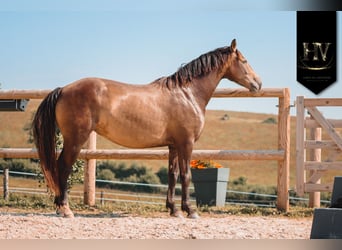 Autres races, Jument, 6 Ans, 166 cm, Isabelle