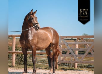 Autres races, Jument, 6 Ans, 166 cm, Isabelle