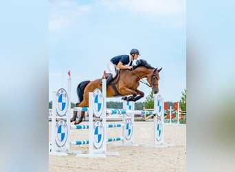 Autres races, Jument, 6 Ans, 174 cm, Bai cerise