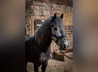 Autres races, Jument, 7 Ans, 144 cm, Gris noir