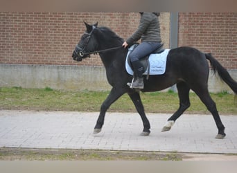 Autres races, Jument, 7 Ans, 145 cm, Noir