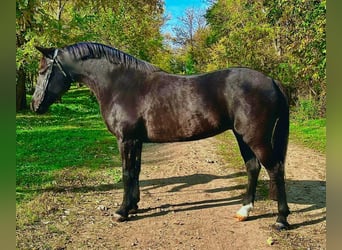 Autres races, Jument, 7 Ans, 145 cm, Noir