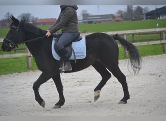 Autres races, Jument, 7 Ans, 145 cm, Noir