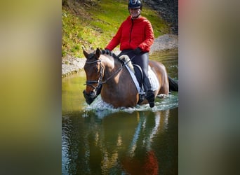 Autres races, Jument, 7 Ans, 146 cm, Bai