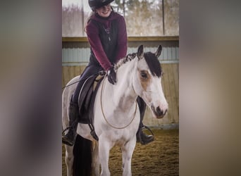 Autres races, Jument, 7 Ans, 146 cm, Pinto