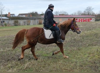 Autres races, Jument, 7 Ans, 147 cm, Alezan