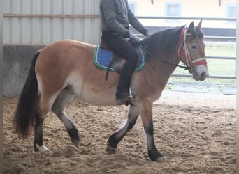 Autres races Croisé, Jument, 7 Ans, 149 cm, Bai clair