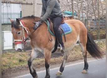 Autres races Croisé, Jument, 7 Ans, 149 cm, Bai clair