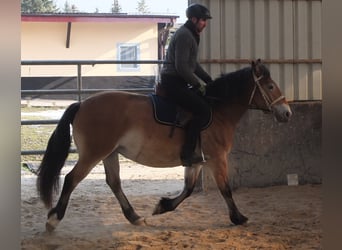 Autres races, Jument, 7 Ans, 149 cm, Bai clair
