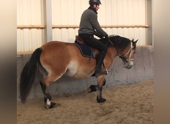 Autres races, Jument, 7 Ans, 149 cm, Bai clair
