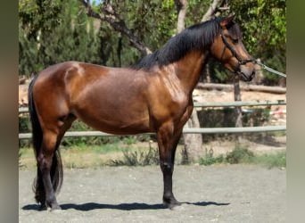 Autres races Croisé, Jument, 7 Ans, 150 cm, Bai cerise