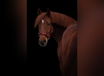 Autres races, Jument, 7 Ans, 152 cm, Alezan brûlé