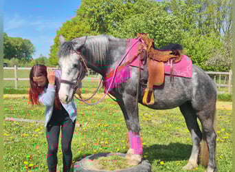 Autres races, Jument, 7 Ans, 155 cm, Gris pommelé