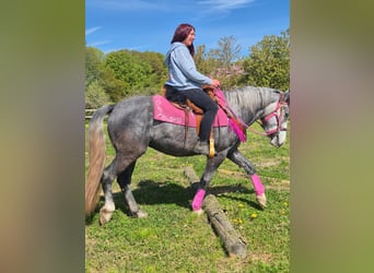 Autres races, Jument, 7 Ans, 155 cm, Gris pommelé