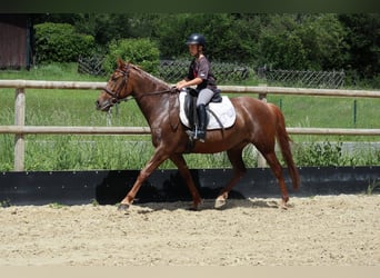 Autres races, Jument, 7 Ans, 156 cm, Alezan brûlé