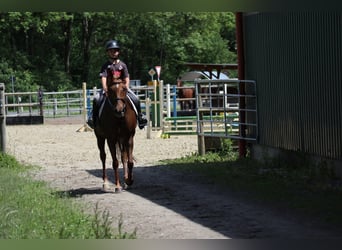 Autres races, Jument, 7 Ans, 156 cm, Alezan brûlé