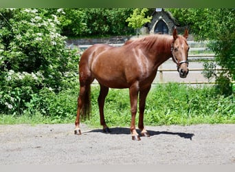 Autres races, Jument, 7 Ans, 156 cm, Alezan brûlé