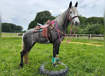 Autres races, Jument, 7 Ans, 156 cm, Gris pommelé