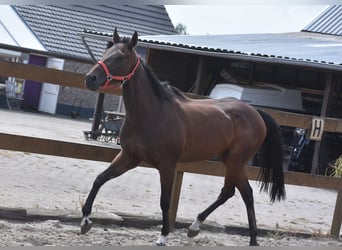 Autres races, Jument, 7 Ans, 157 cm, Bai brun