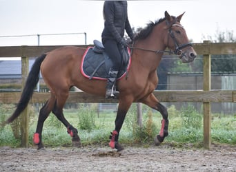 Autres races, Jument, 7 Ans, 157 cm, Bai cerise