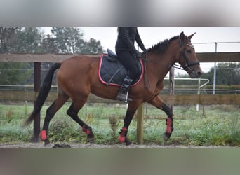 Autres races, Jument, 7 Ans, 157 cm, Bai cerise