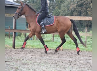 Autres races, Jument, 7 Ans, 157 cm, Bai cerise