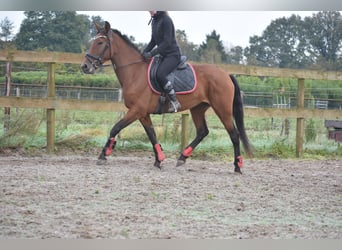 Autres races, Jument, 7 Ans, 157 cm, Bai cerise