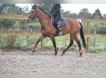 Autres races, Jument, 7 Ans, 157 cm, Bai cerise