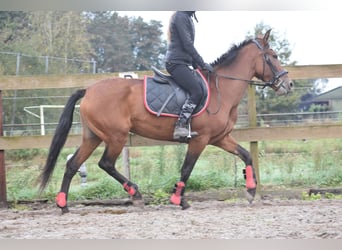 Autres races, Jument, 7 Ans, 157 cm, Bai cerise